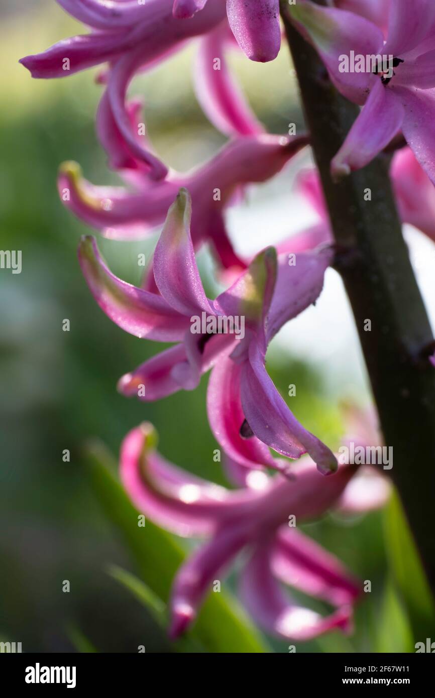 Primo piano di un fiore bianco del giacinto fiorito con gambo illuminato dal sole del mattino su sfondo verde scuro sfocato, primavera precoce, fragranza Foto Stock