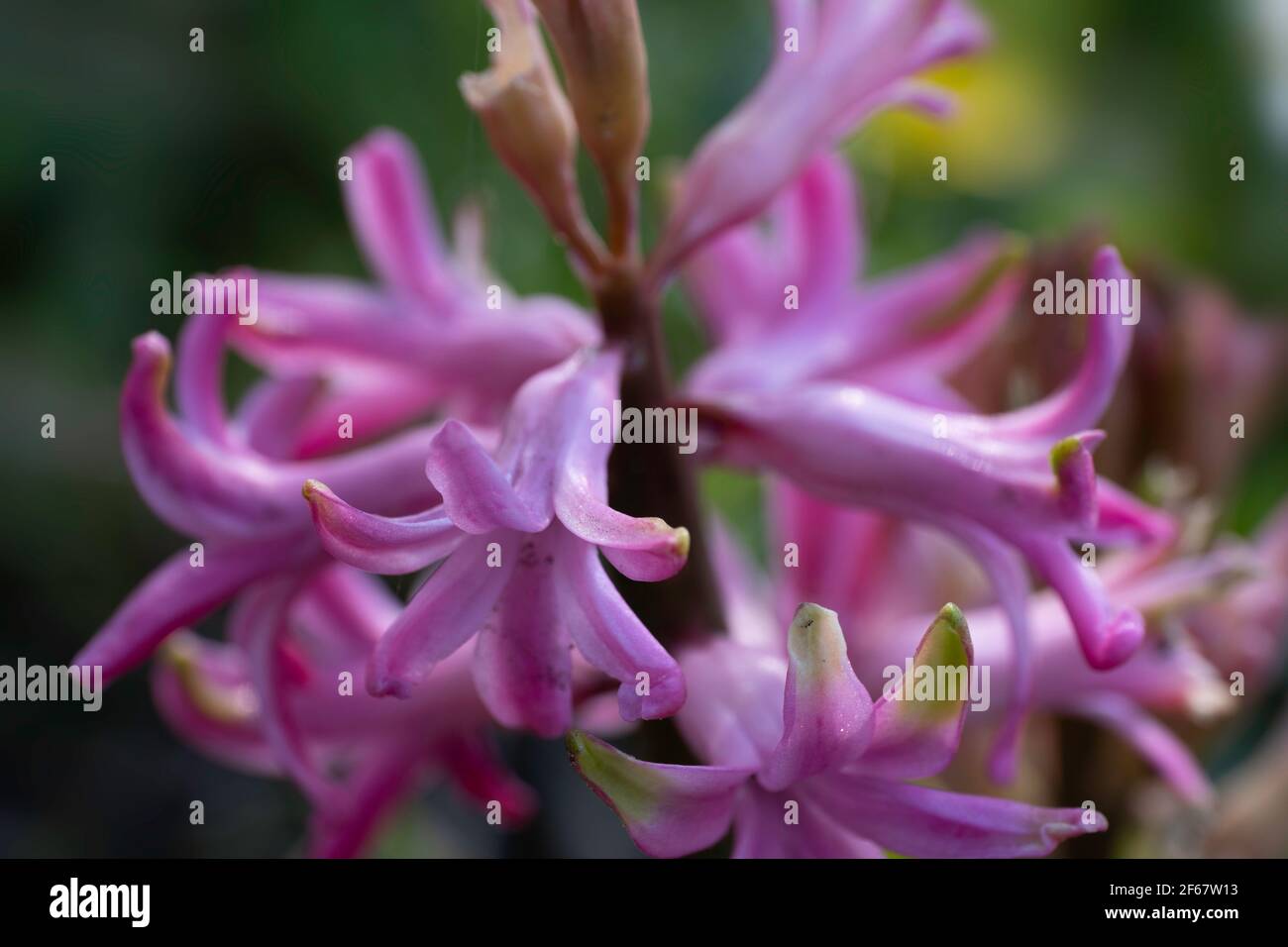 Primo piano di fiori rosa di giacinti in fiore illuminati dal sole del mattino su sfondo verde scuro sfocato, il profumo è un simbolo della primavera precoce Foto Stock