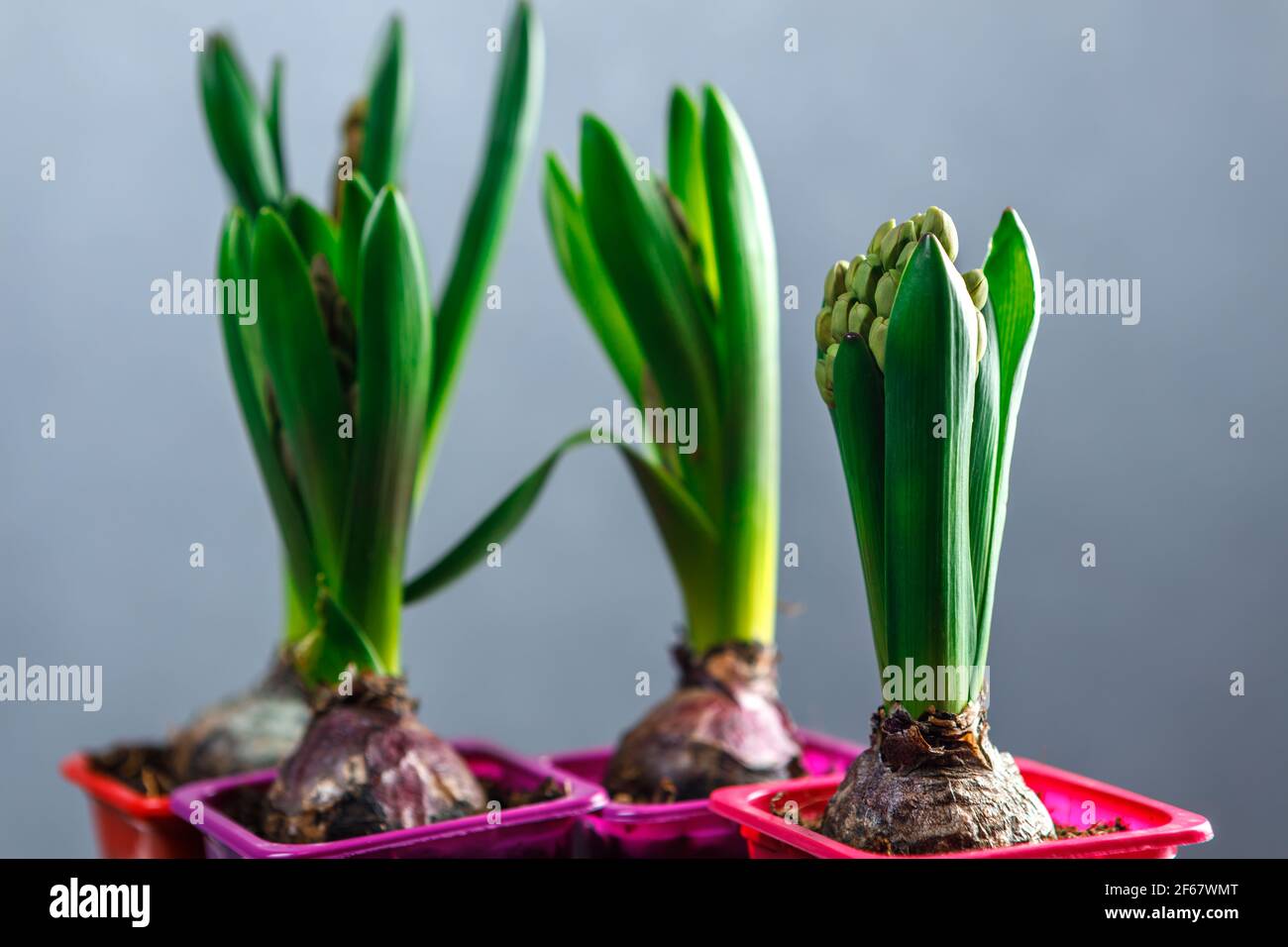 Germogli di giacinto in vasi di plastica. Piantine di fiori in contenitori di plastica. Foto Stock