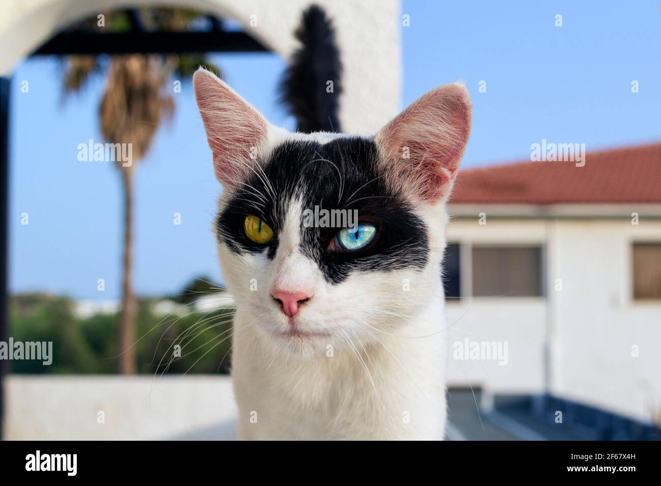 Gatto con occhi di colore diverso, insolito. Foto Stock