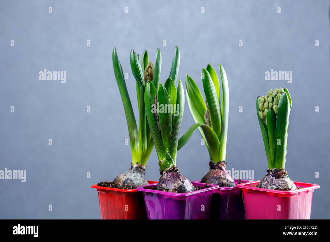 Germogli di giacinto in vasi di plastica. Piantine di fiori in contenitori di plastica. Foto Stock