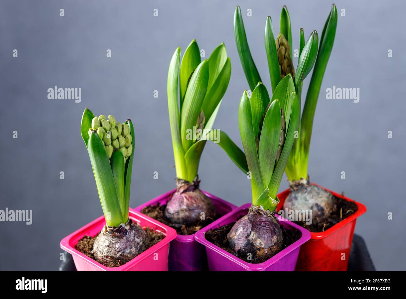 Germogli di giacinto in vasi di plastica. Piantine di fiori in contenitori di plastica. Foto Stock