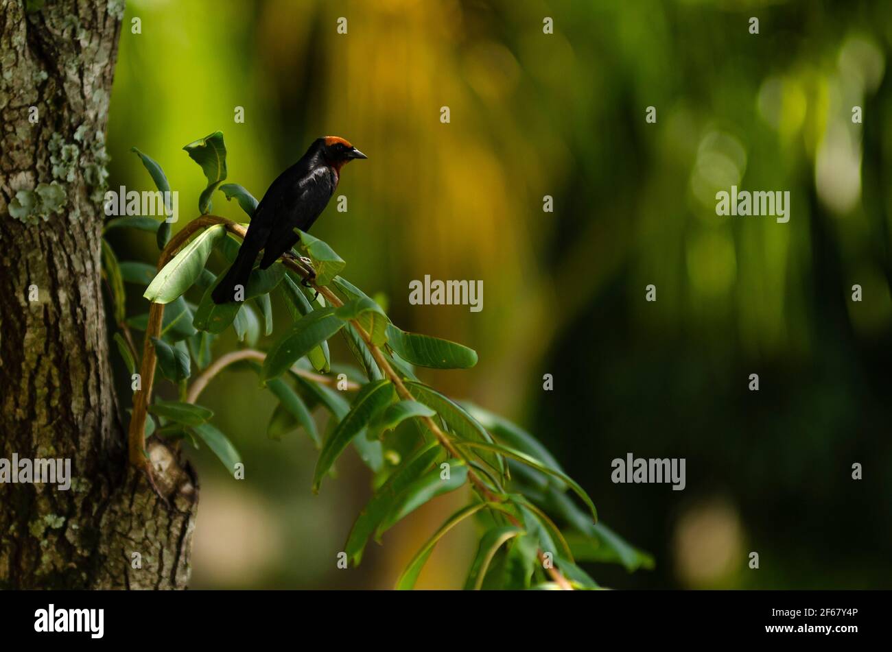 Castagno-capped colibrì su un ramo Foto Stock