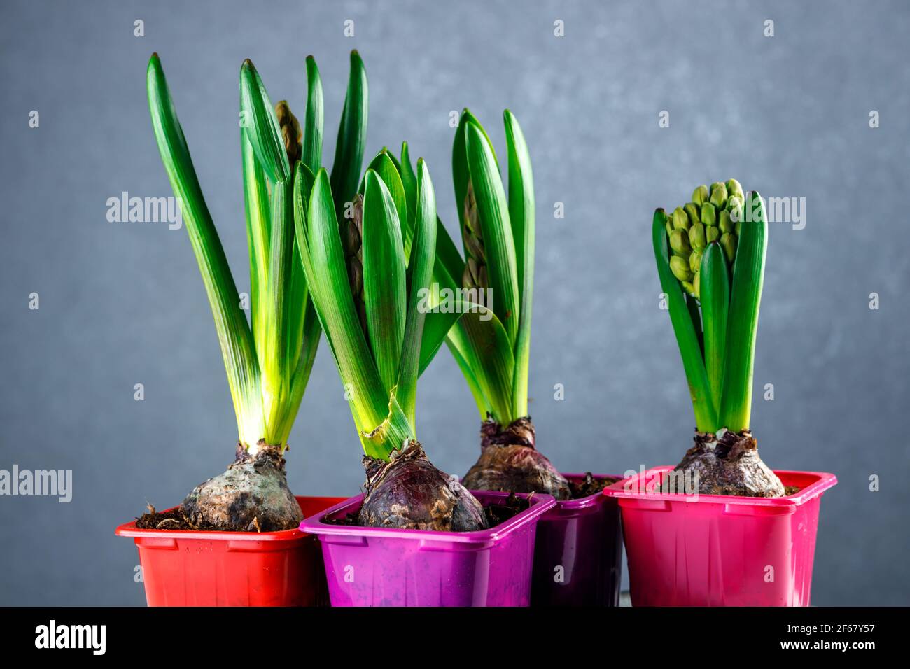 Germogli di giacinto in vasi di plastica. Piantine di fiori in contenitori di plastica. Foto Stock