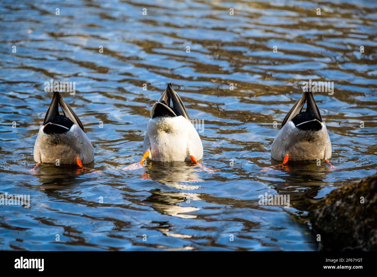 divertente vista posteriore della sincronizzazione di tre anatre pesca nelle acque blu del lago in una giornata di primavera Foto Stock