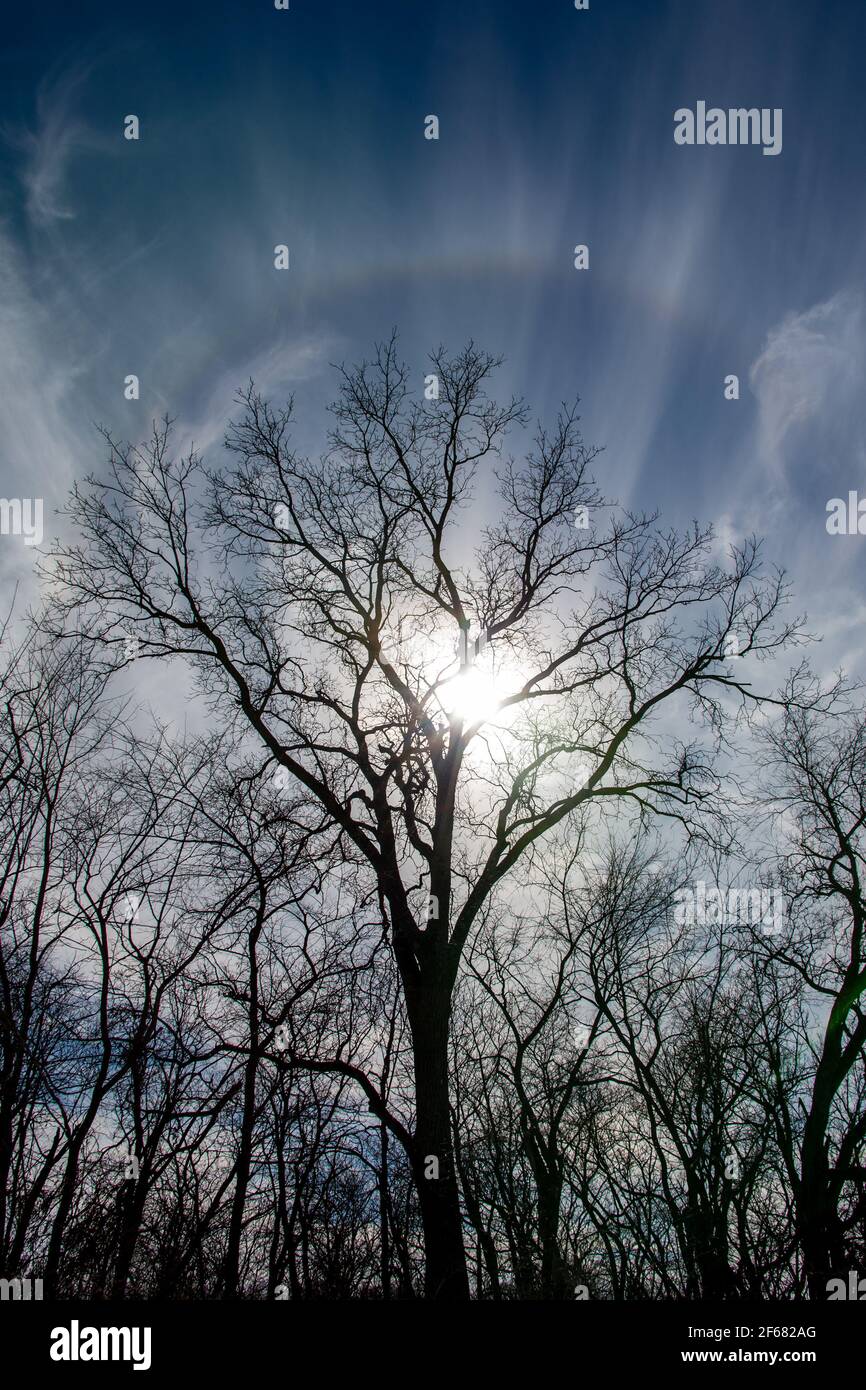 Un debole arcobaleno tra le nuvole mette in risalto il sole mentre silhouette un albero in Southwoods Park, West Des Moines, Iowa. Foto Stock