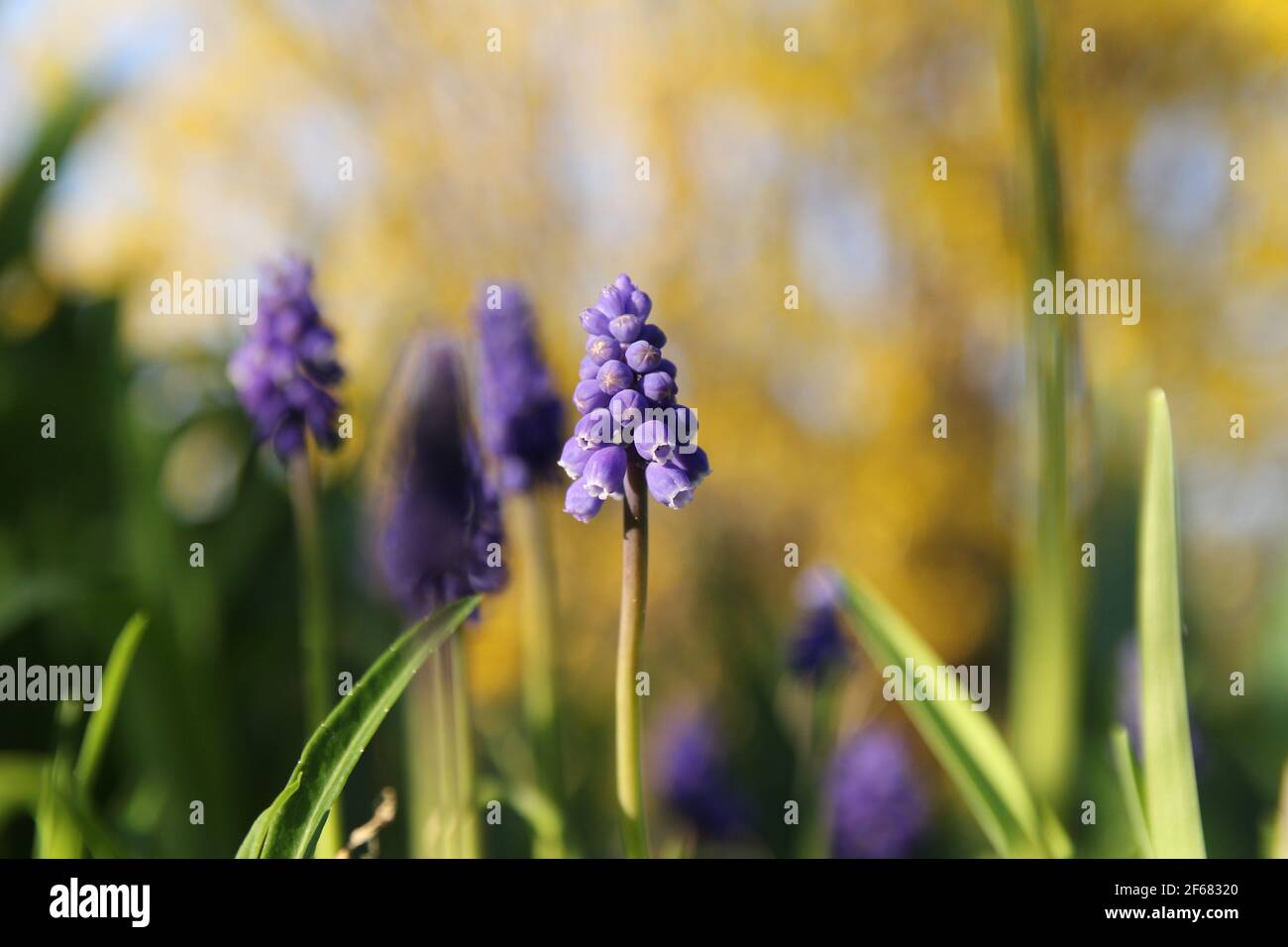 un fiore di giacinto d'uva blu in primo piano nel giardino in primavera con sfondo giallo verde Foto Stock