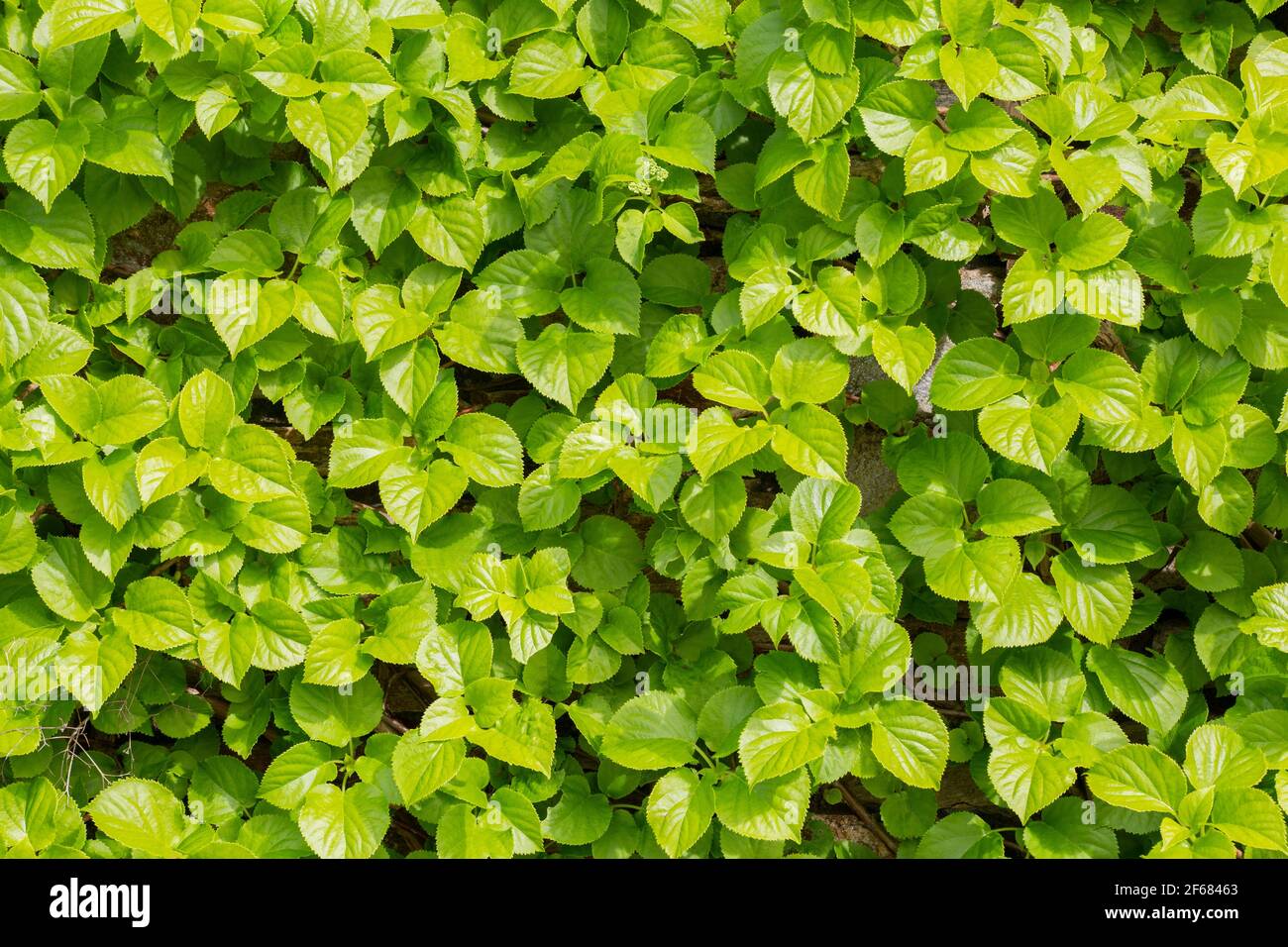 Un Hydrangea petiolaris in fase di crescita completa delle sue foglie. Verde di fondo vegetale. Foto Stock