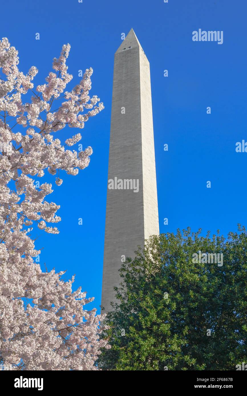 Washington DC, Stati Uniti. 30 Marzo 2021. Cherry Blossom Festival Washington DC 30 Marzo 2021 - il monumento di Washington circondato da fiori di ciliegi - i fiori hanno raggiunto il loro palcoscenico massimo (il 70% dei fiori di Yoshino Cherry ( Prunus x yedoensis ) sono aperti) Credit: Don Mennig/Alamy Live News Foto Stock