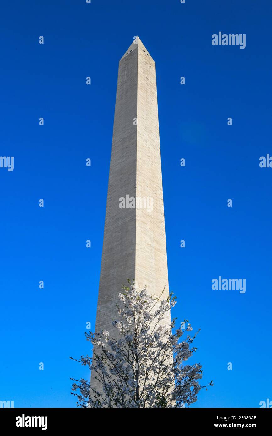 Washington DC, Stati Uniti. 30 Marzo 2021. Cherry Blossom Festival Washington DC 30 Marzo 2021 - il monumento di Washington circondato da fiori di ciliegi - i fiori hanno raggiunto il loro palcoscenico massimo (il 70% dei fiori di Yoshino Cherry ( Prunus x yedoensis ) sono aperti) Credit: Don Mennig/Alamy Live News Foto Stock