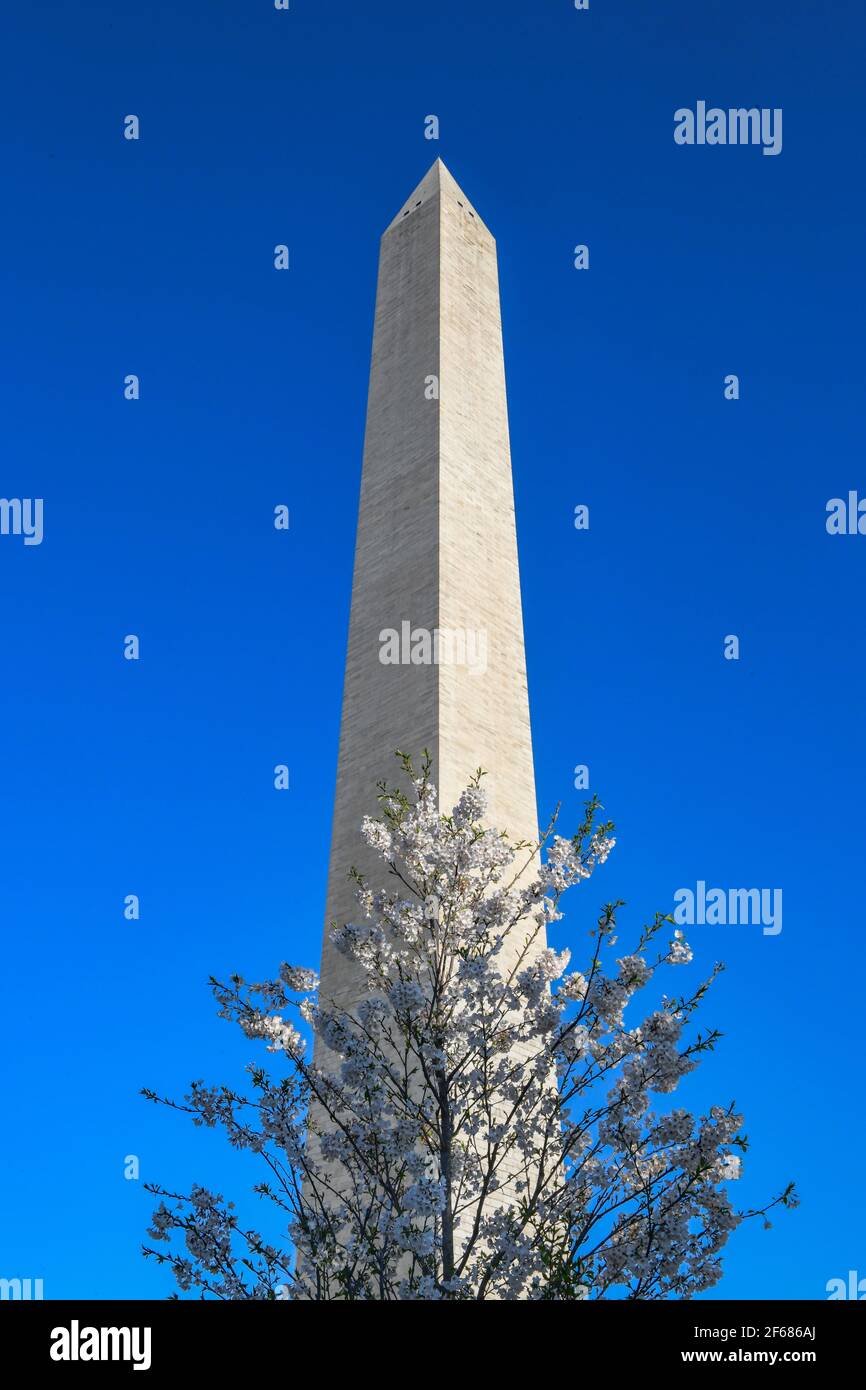 Washington DC, Stati Uniti. 30 Marzo 2021. Cherry Blossom Festival Washington DC 30 Marzo 2021 - il monumento di Washington circondato da fiori di ciliegi - i fiori hanno raggiunto il loro palcoscenico massimo (il 70% dei fiori di Yoshino Cherry ( Prunus x yedoensis ) sono aperti) Credit: Don Mennig/Alamy Live News Foto Stock