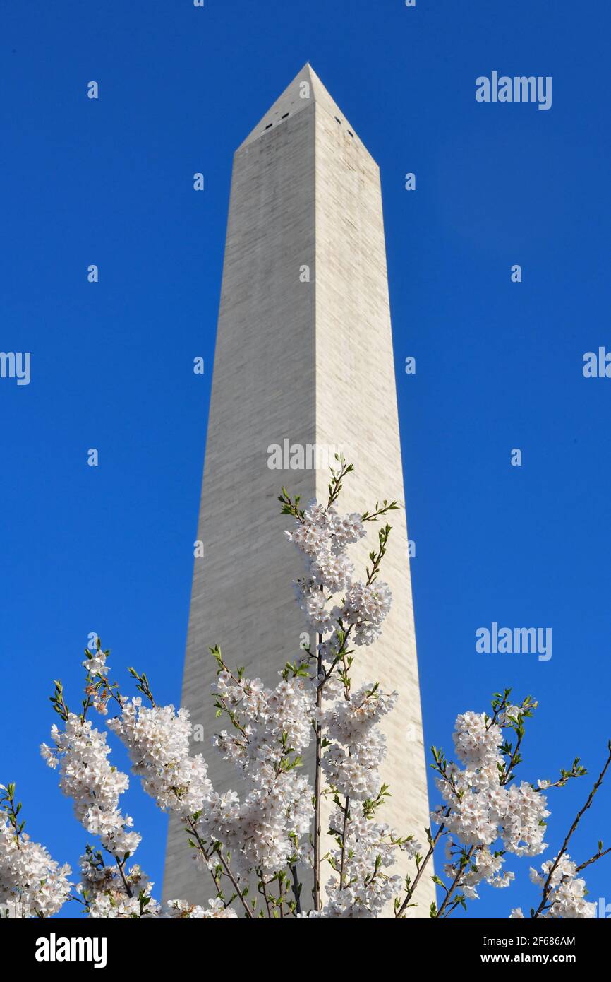 Washington DC, Stati Uniti. 30 Marzo 2021. Cherry Blossom Festival Washington DC 30 Marzo 2021 - il monumento di Washington circondato da fiori di ciliegi - i fiori hanno raggiunto il loro palcoscenico massimo (il 70% dei fiori di Yoshino Cherry ( Prunus x yedoensis ) sono aperti) Credit: Don Mennig/Alamy Live News Foto Stock