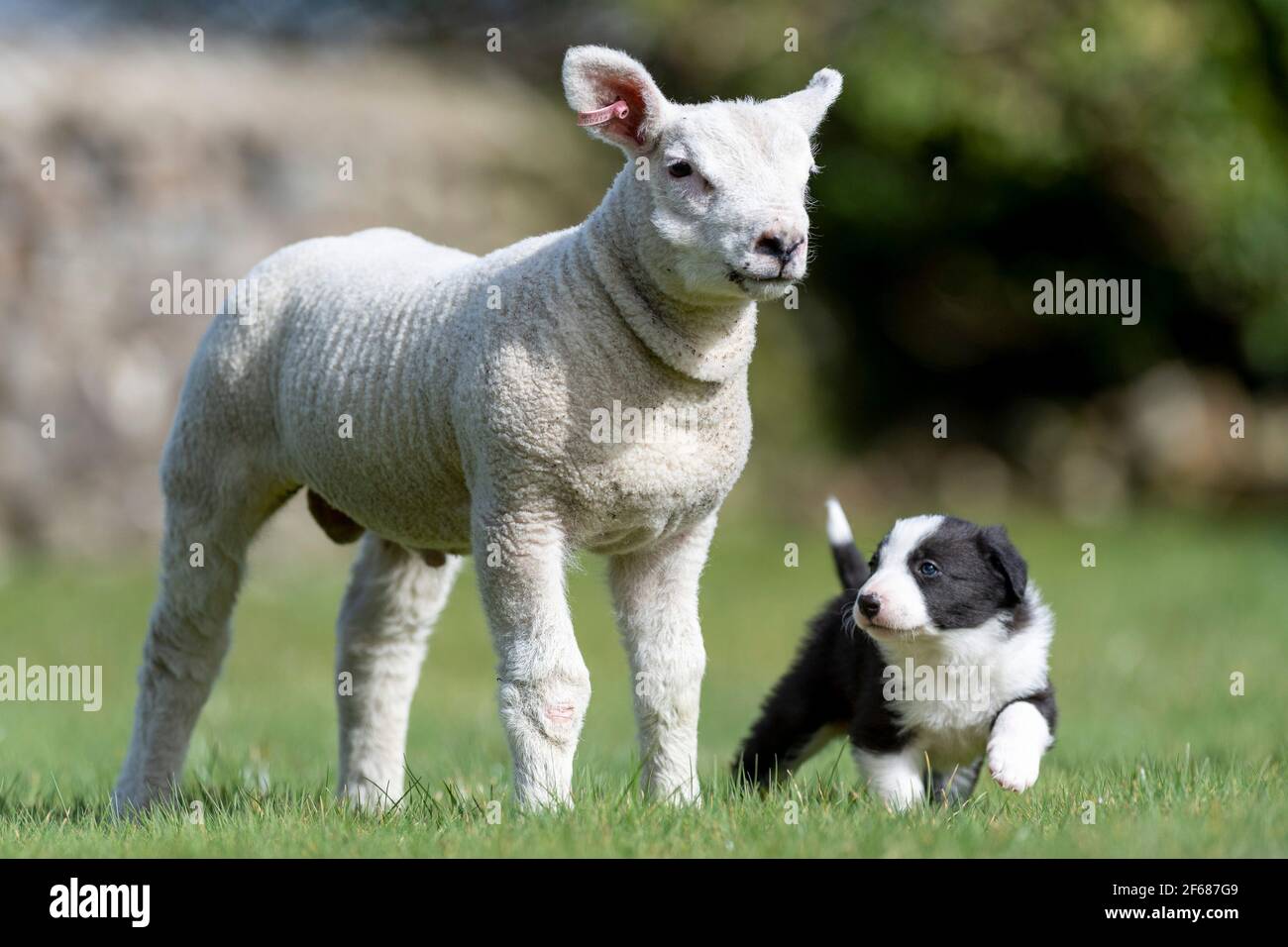 Hawes, North Yorkshire, Regno Unito. 30 Marzo 2021. I cuccioli di cani da pastore di quattro settimane di confine Collie incontrano la loro prima pecora, Thumper l'agnello di testel a Low Band, Gayle, nello Yorkshire Dales. Credit: Wayne HUTCHINSON/Alamy Live News Foto Stock