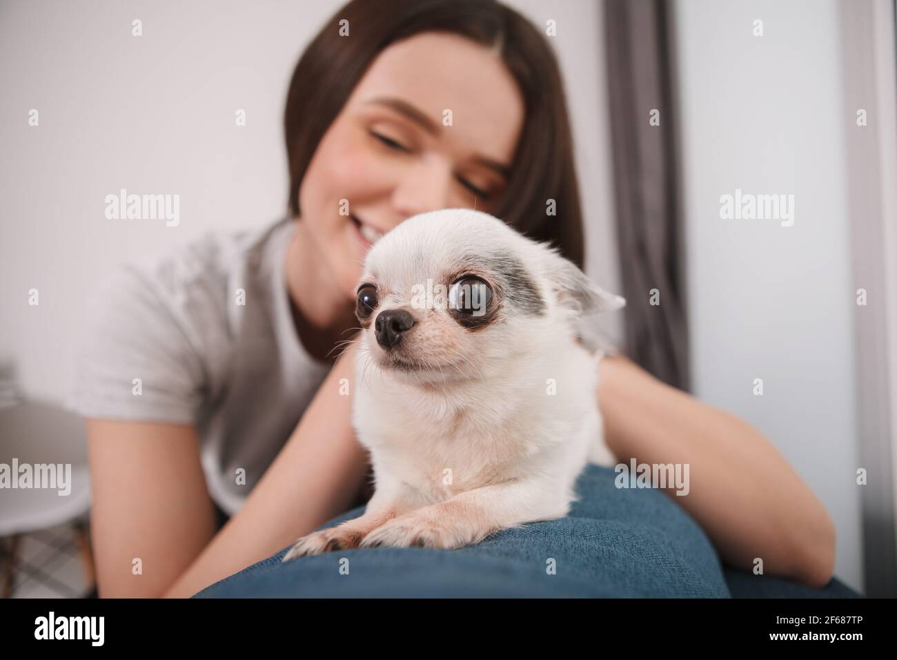 Primo piano di un simpatico cane chihuahua sdraiato sul divano con il suo proprietario Foto Stock