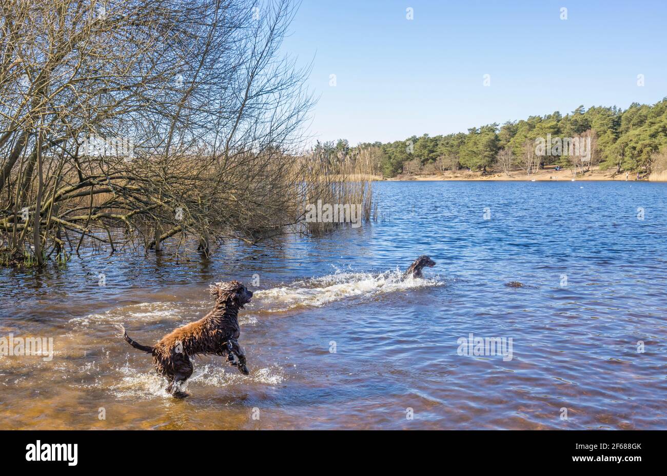 I cani si tuffano nel lago di Frensham Little Pond, vicino a Farnham, Surrey, un luogo di bellezza rurale locale e area ricreativa, dal tardo inverno alle prime primaverili Foto Stock