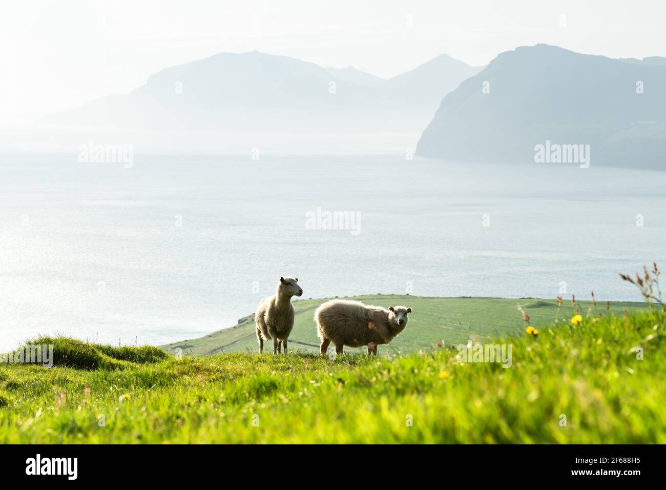 Vista mattutina sulle isole estive Faroe Foto Stock