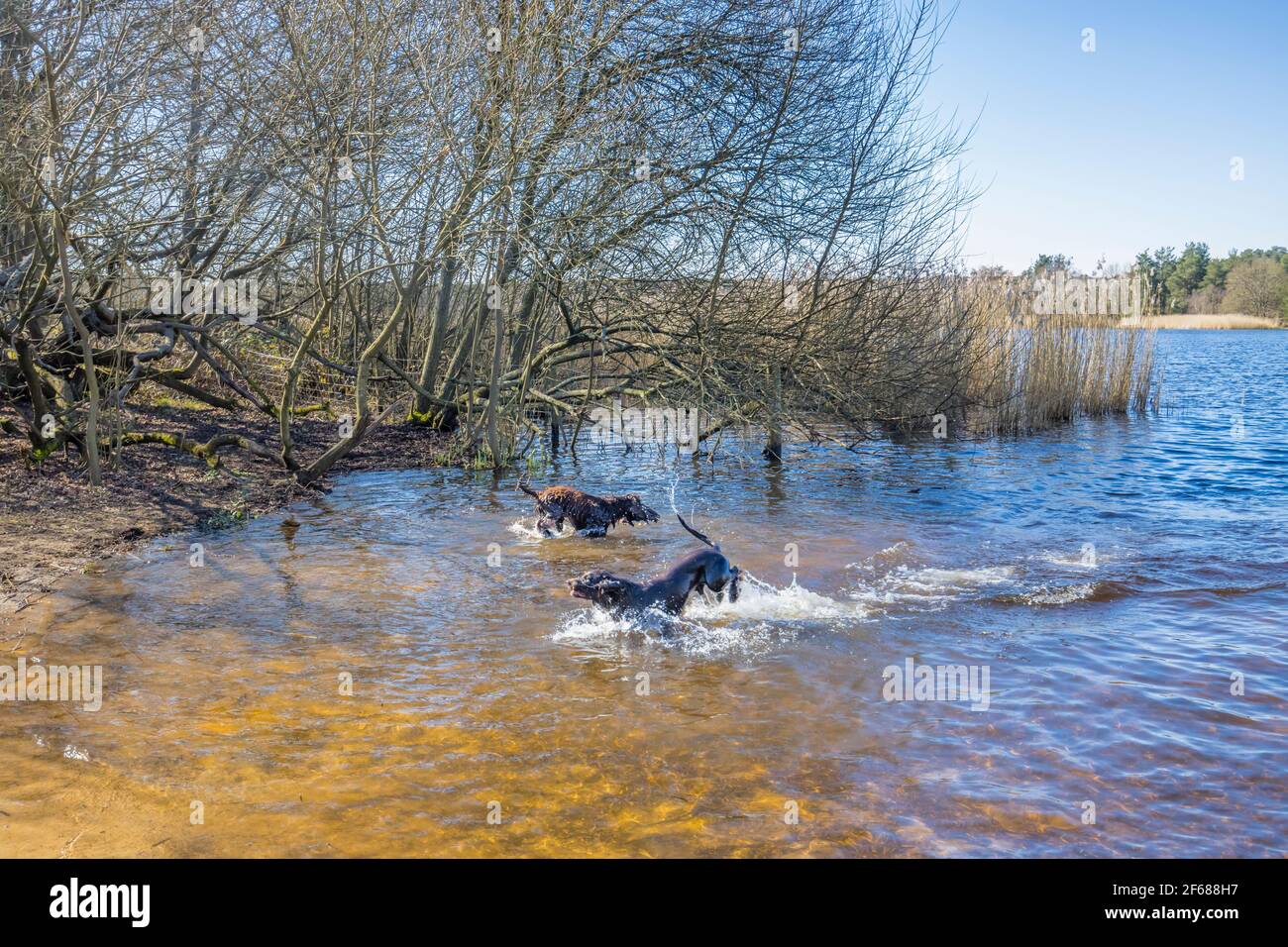 I cani si tuffano nel lago di Frensham Little Pond, vicino a Farnham, Surrey, un luogo di bellezza rurale locale e area ricreativa, dal tardo inverno alle prime primaverili Foto Stock