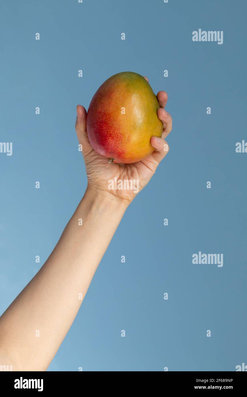 Mano che tiene una frutta di mango su sfondo blu, stile di vita sano Foto Stock