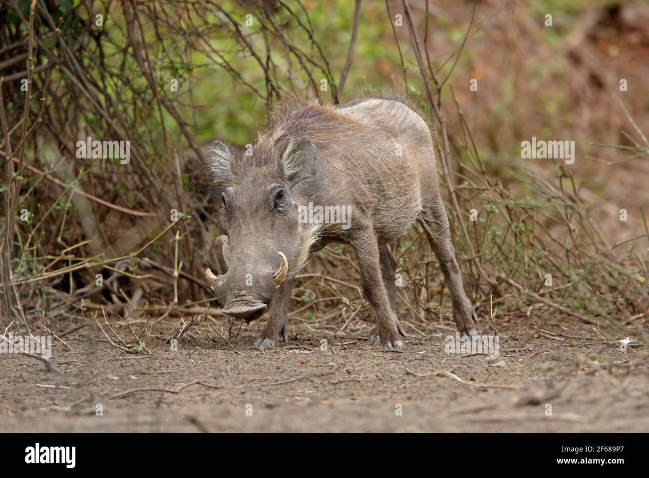 Warthog comune (Phacochoerus africanus) femmina nel bosco Awash NP, Etiopia Aprile Foto Stock