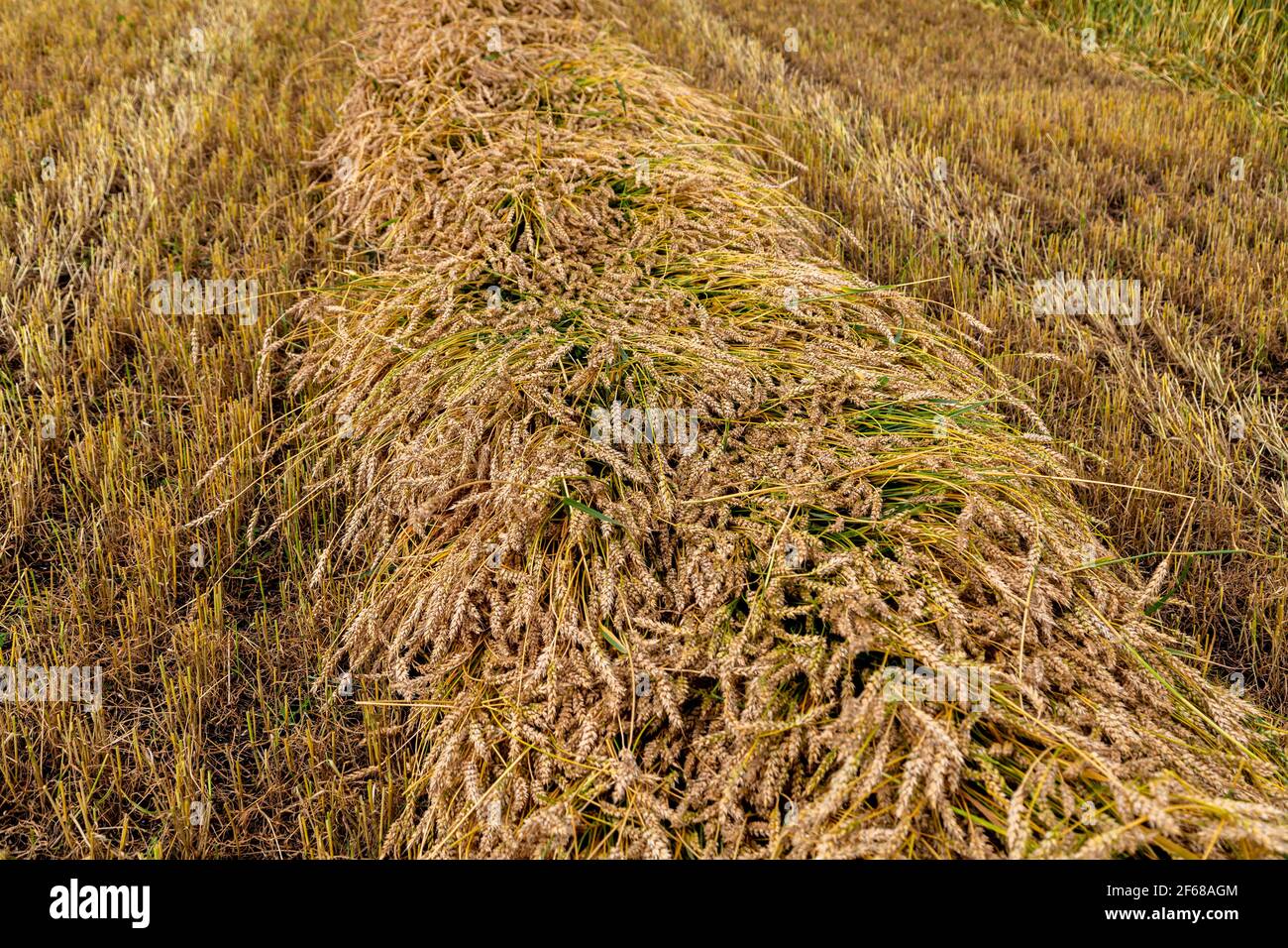 Separare la raccolta del grano falciando le testate in andane a. un taglio basso Foto Stock