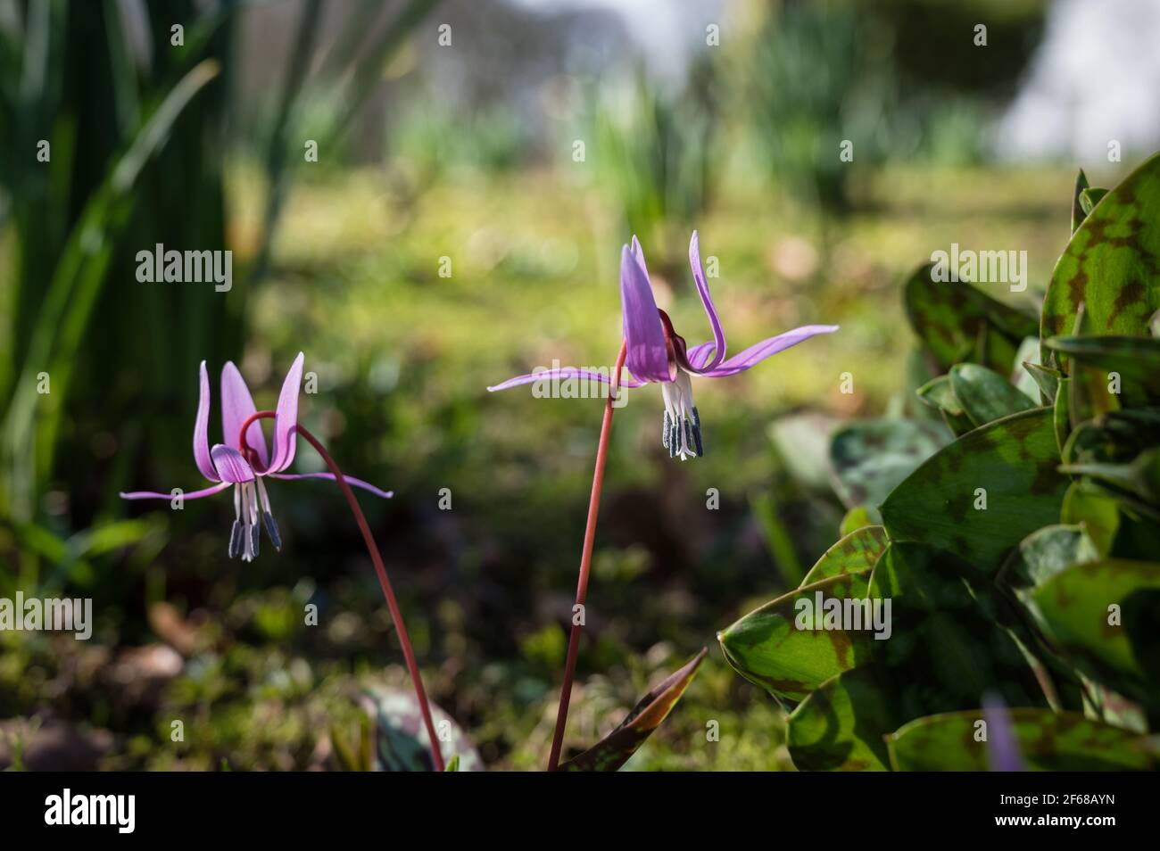 Un fiore selvatico Violet Dogtooth in boschi in Irlanda Foto Stock