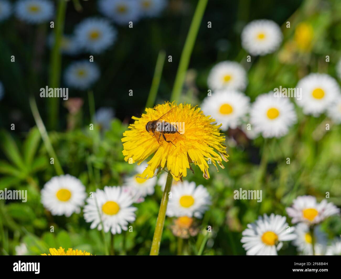 Palle di polline immagini e fotografie stock ad alta risoluzione - Alamy
