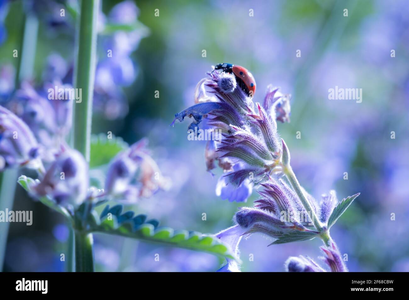 Beetle Signora nel campo dei fiori di menta Foto Stock