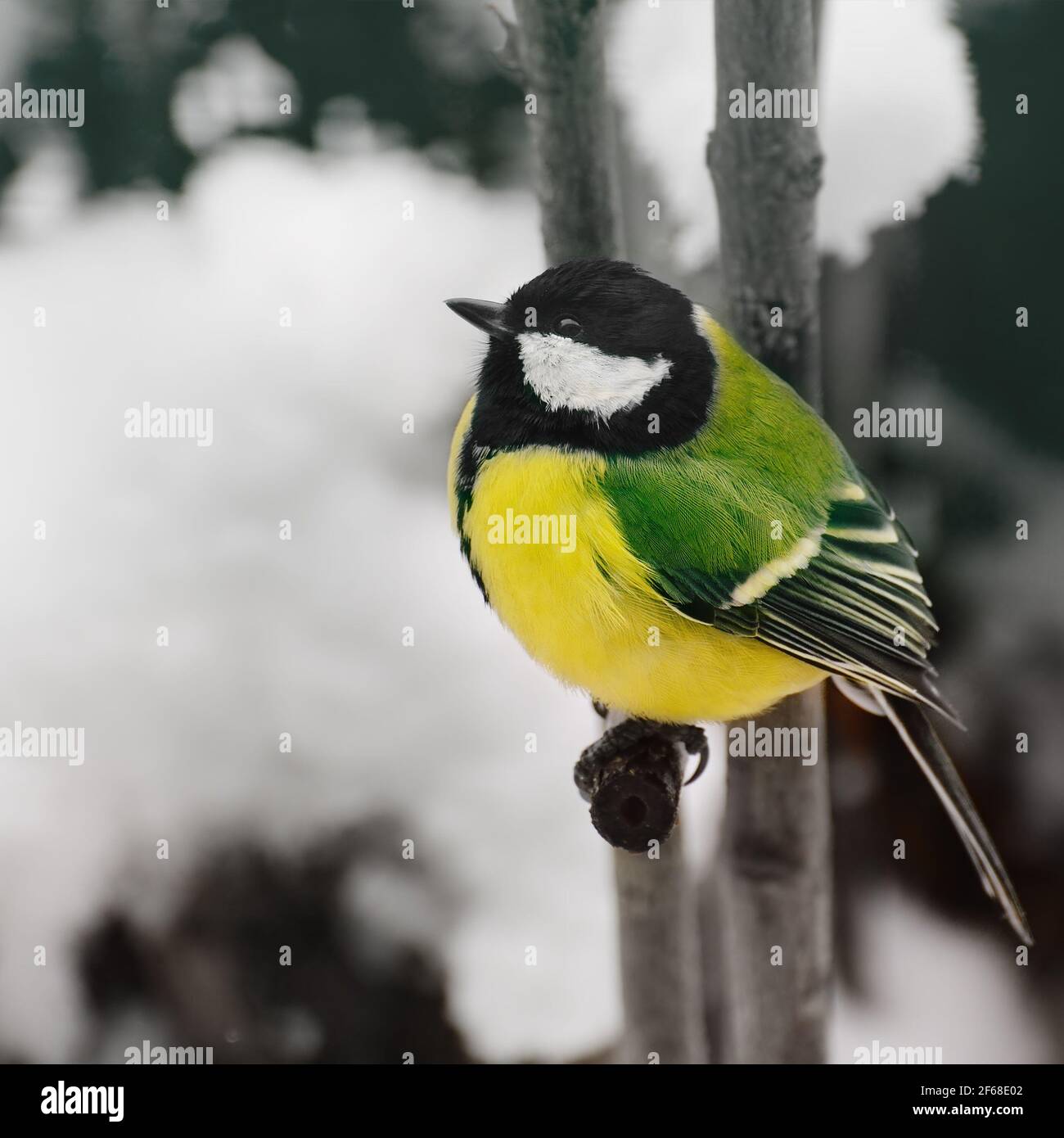 Cincia si siede su un ramo di albero in inverno. Foto Stock