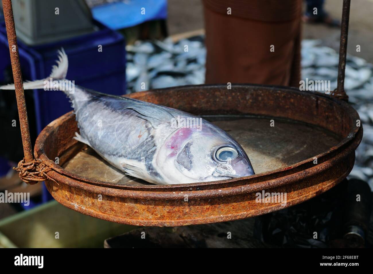 Tonno argentato sulla bilancia. Un mercato del pesce di strada sulla riva dell'oceano. La città di Halle, Sri Lanka. Foto Stock