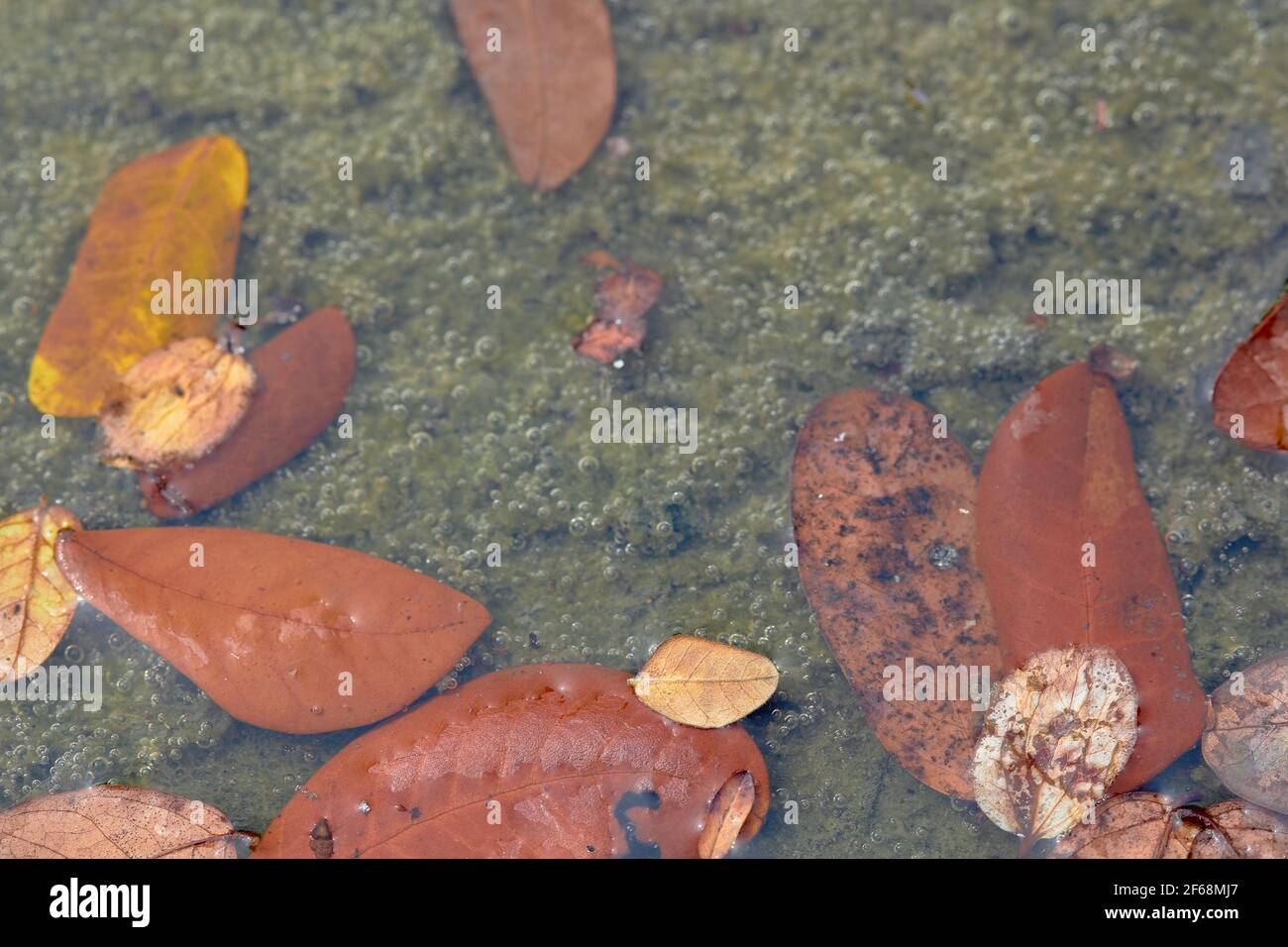 Carta da parati di foglie sull'acqua in autunno, fuoco selettivo sul primo piano e sfocatura sullo sfondo. Foto Stock