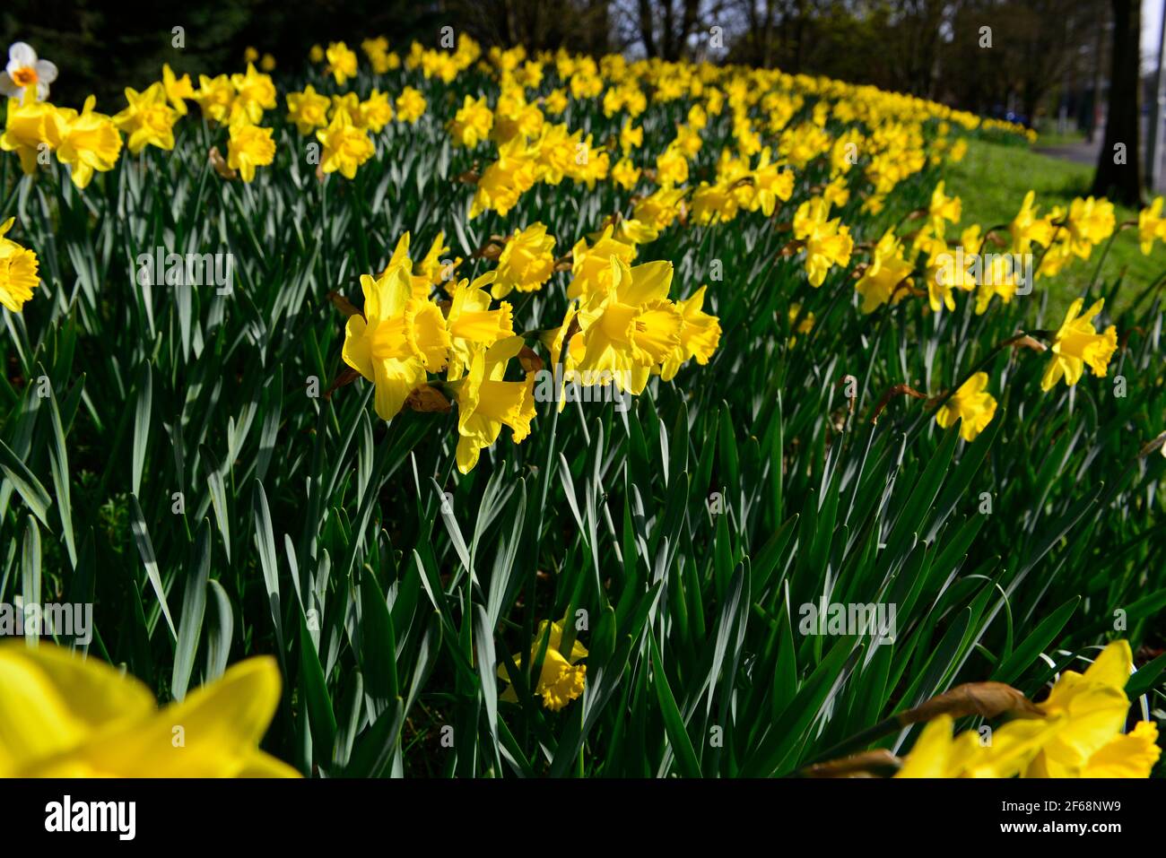 Banca dei narcisi dorati che fioriscono al sole primaverile nel marzo 2021 - Reading, Berkshire, Inghilterra, UK Foto Stock