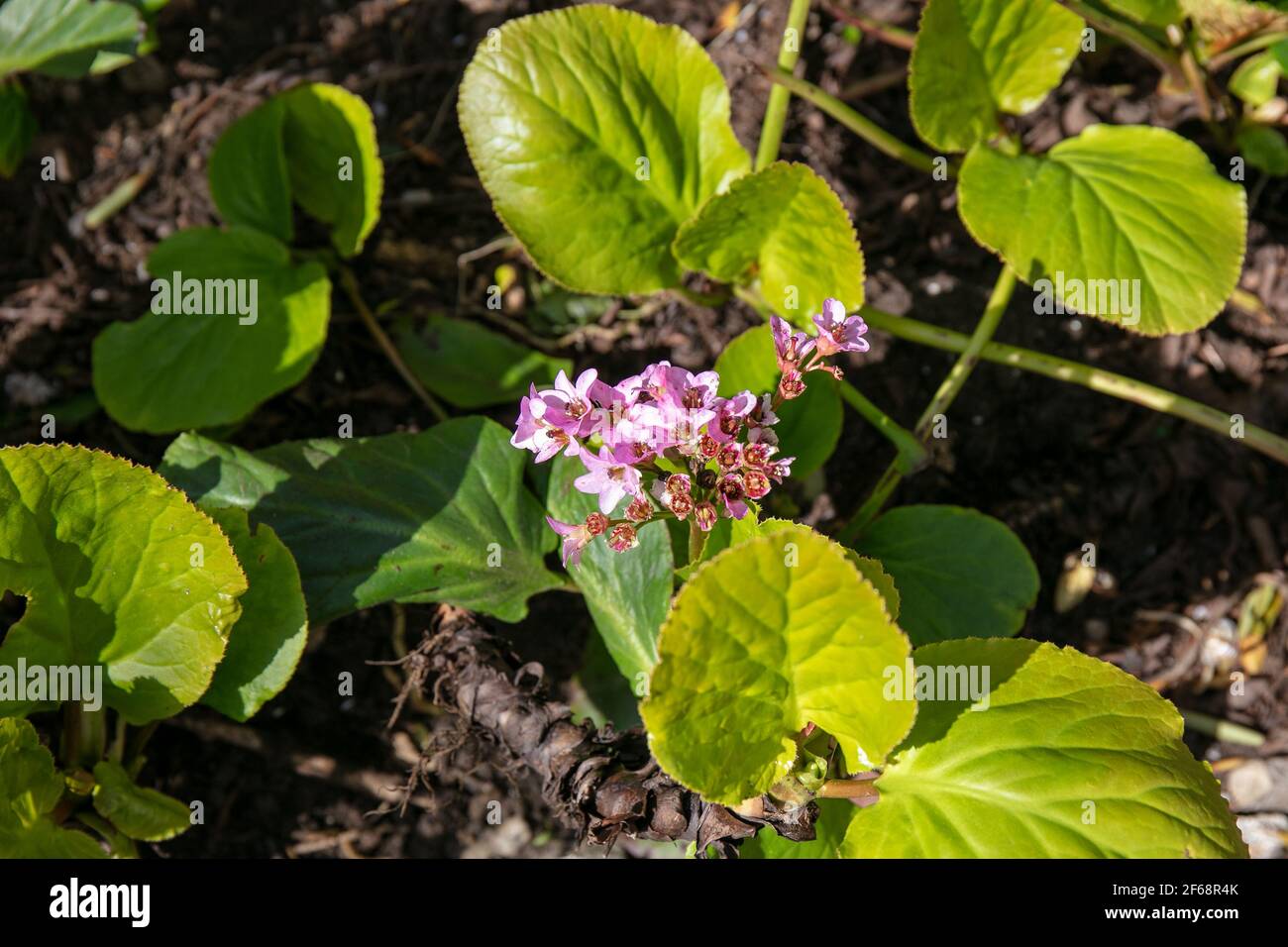 Fiori rosa delle orecchie di Elefante, crassifolia di Bergenia che fiorisce in primavera Foto Stock