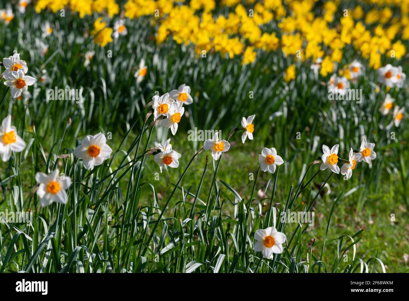 Banca di narcisi e narcisi dorati che fioriscono al sole primaverile nel marzo 2021 - Reading, Berkshire, Inghilterra, UK Foto Stock