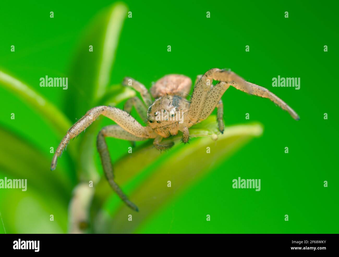 Xysticus ulmi su foglia di bacca Foto Stock