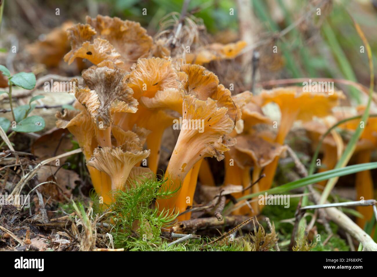Piede giallo, Craterellus lutescens che cresce in ambiente naturale Foto Stock