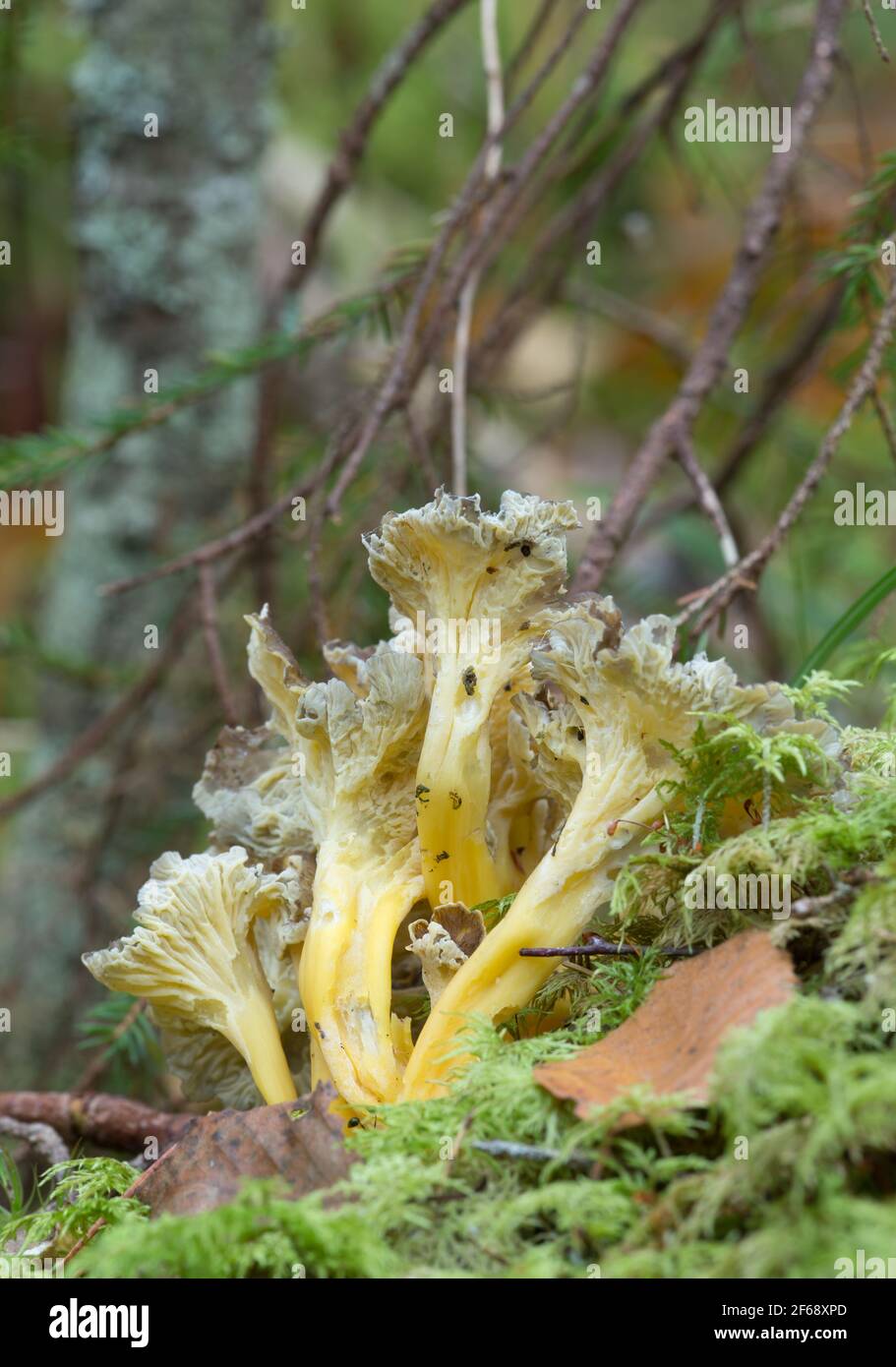 Piede giallo, Craterellus lutescens che cresce in ambiente naturale Foto Stock
