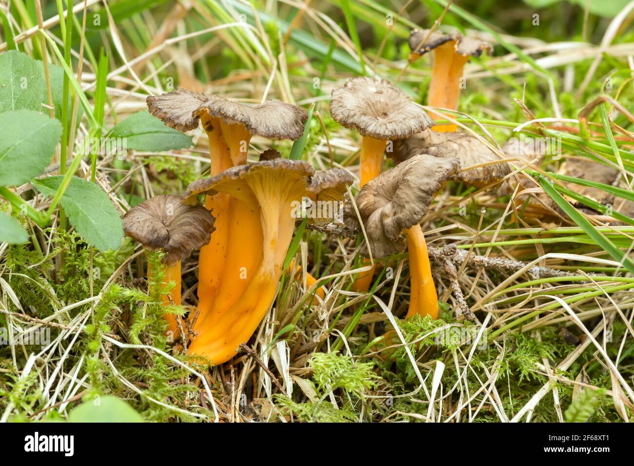 Piede giallo, Craterellus lutescens che cresce in ambiente naturale Foto Stock