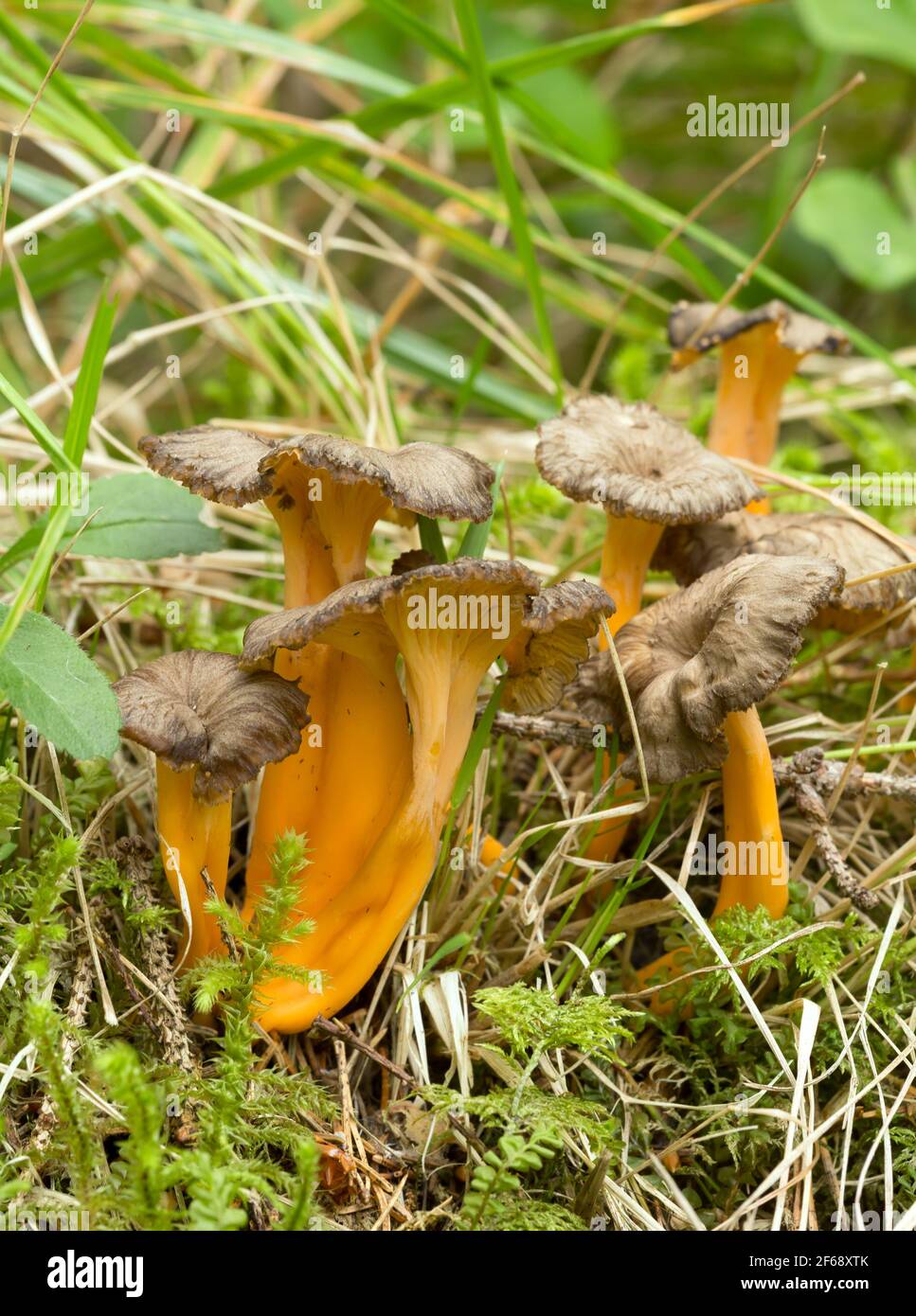 Piede giallo, Craterellus lutescens che cresce in ambiente naturale Foto Stock