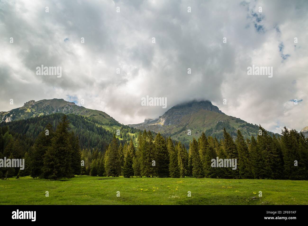 Pineta per picnic ed escursioni nel deserto Foto Stock