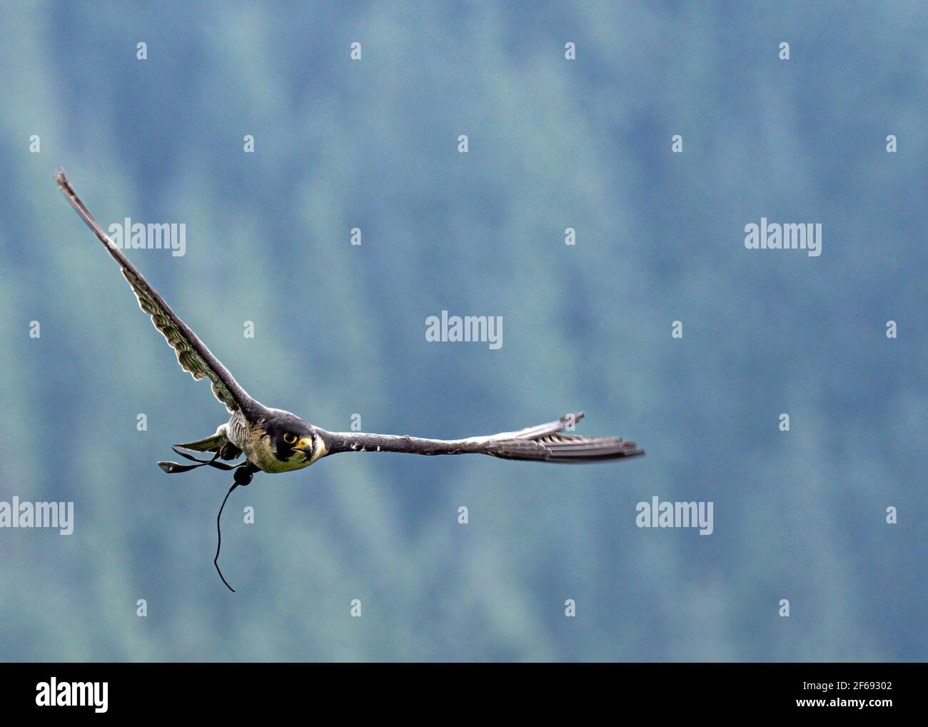 Falcon al Grouse Mountain Birds in Motion Show Vancouver Canada Foto Stock