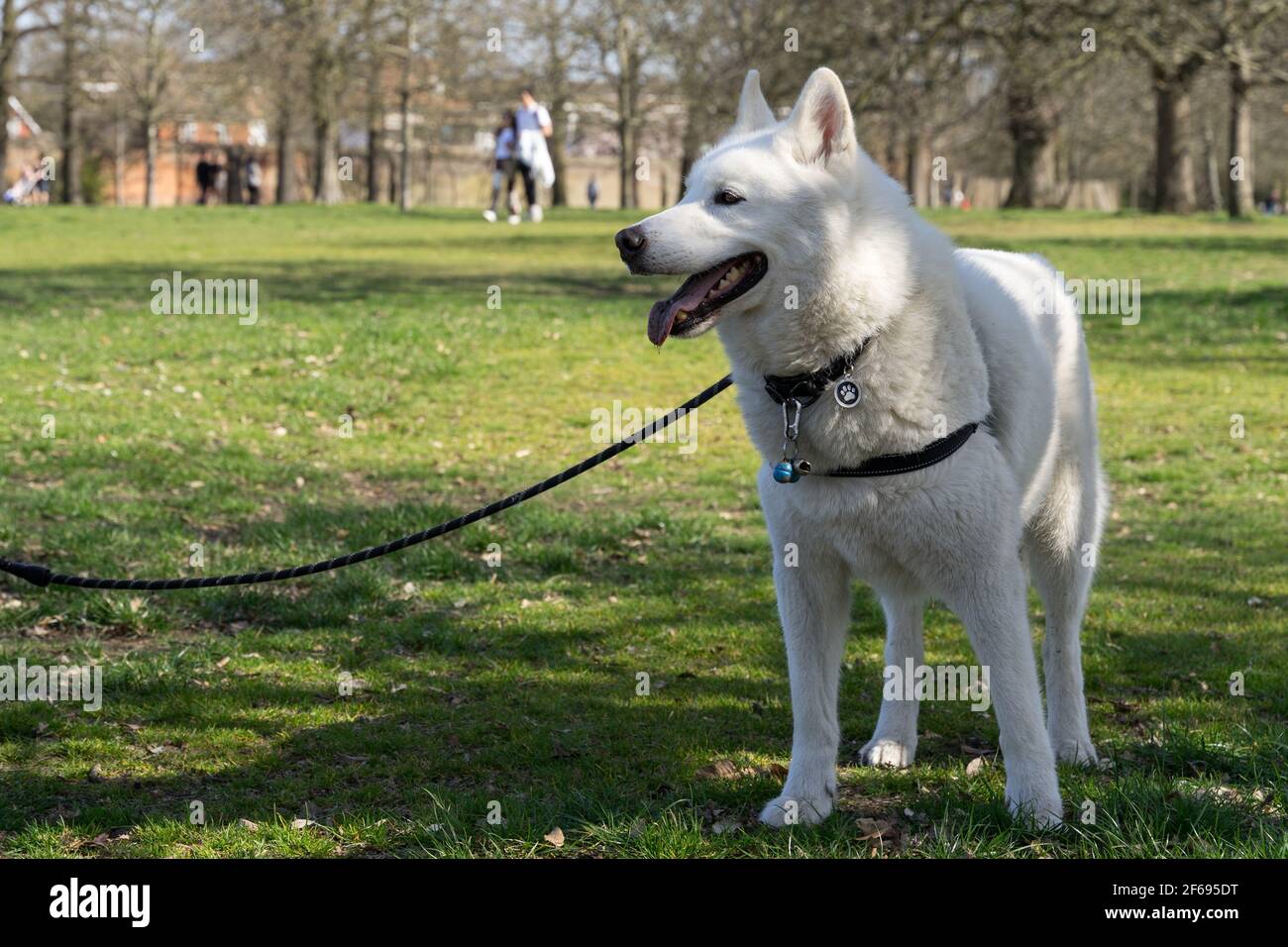 PET dog in capelli bianchi nel London greenwich Park Il più caldo giorno di sole nel marzo 2021 Foto Stock