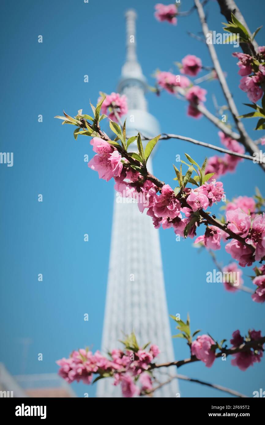 Plum Blossoms e Tokyo Skytree contro un cielo blu chiaro Foto Stock