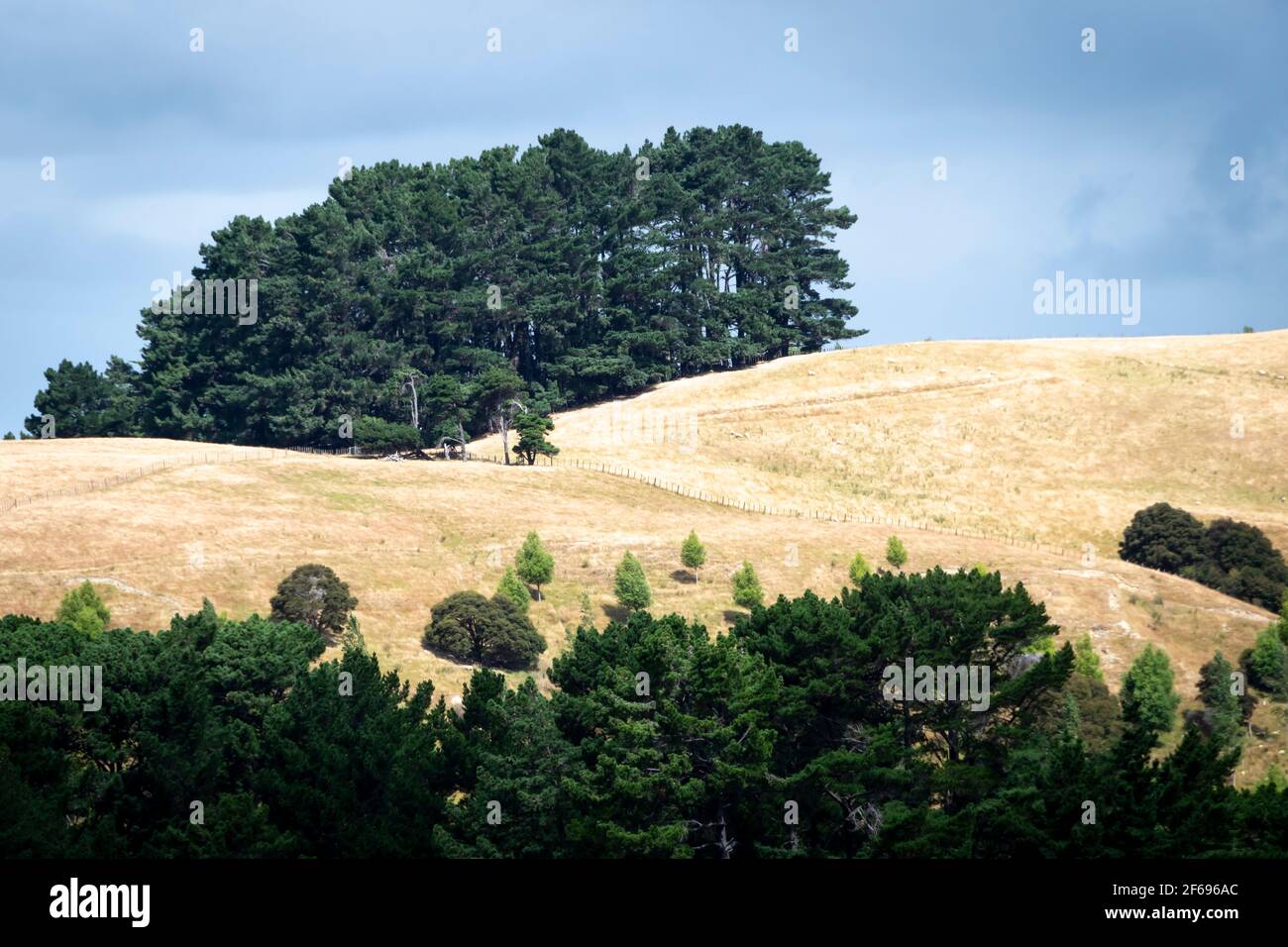 Terreni agricoli su ripide colline vicino al Parco della Foresta di Rewanui, Blairlogie, Wairarapa, Isola del Nord, Nuova Zelanda Foto Stock