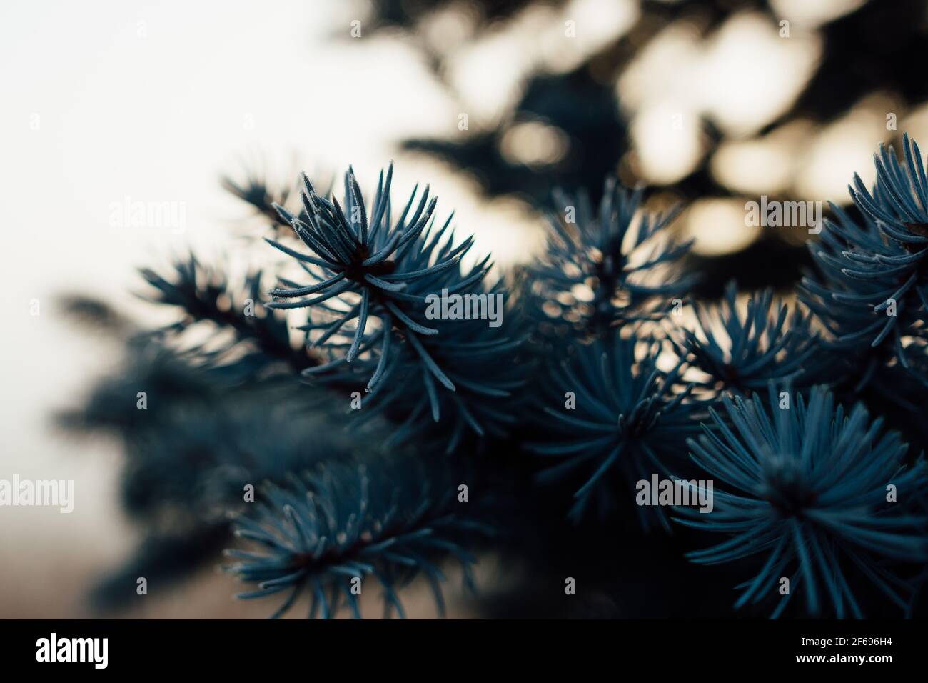 Dettagli ago di un albero di abete blu gelido Foto Stock