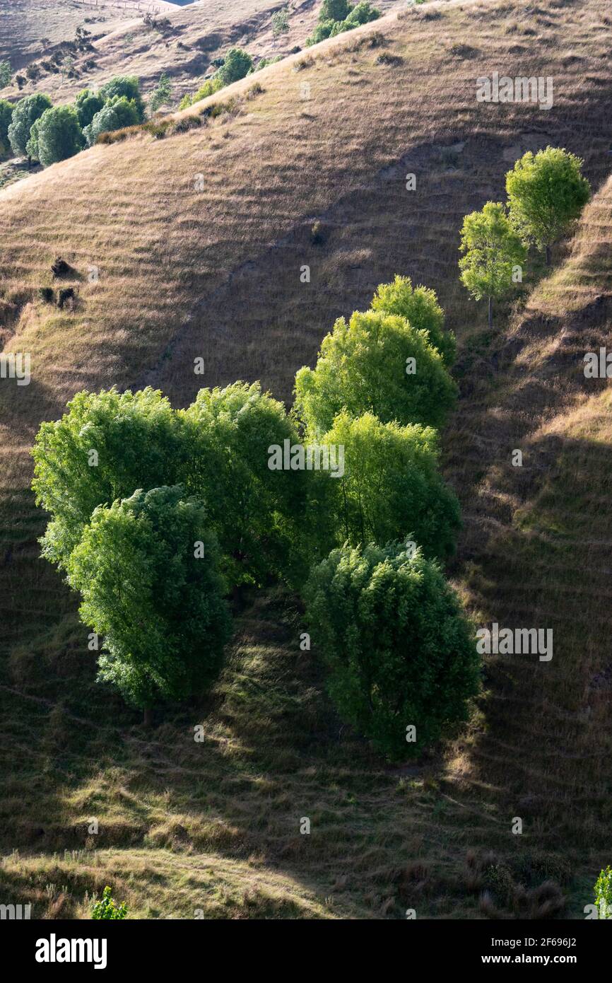 Terreni agricoli su ripide colline vicino a Castlepoint, Wairarapa, Isola del Nord, Nuova Zelanda Foto Stock
