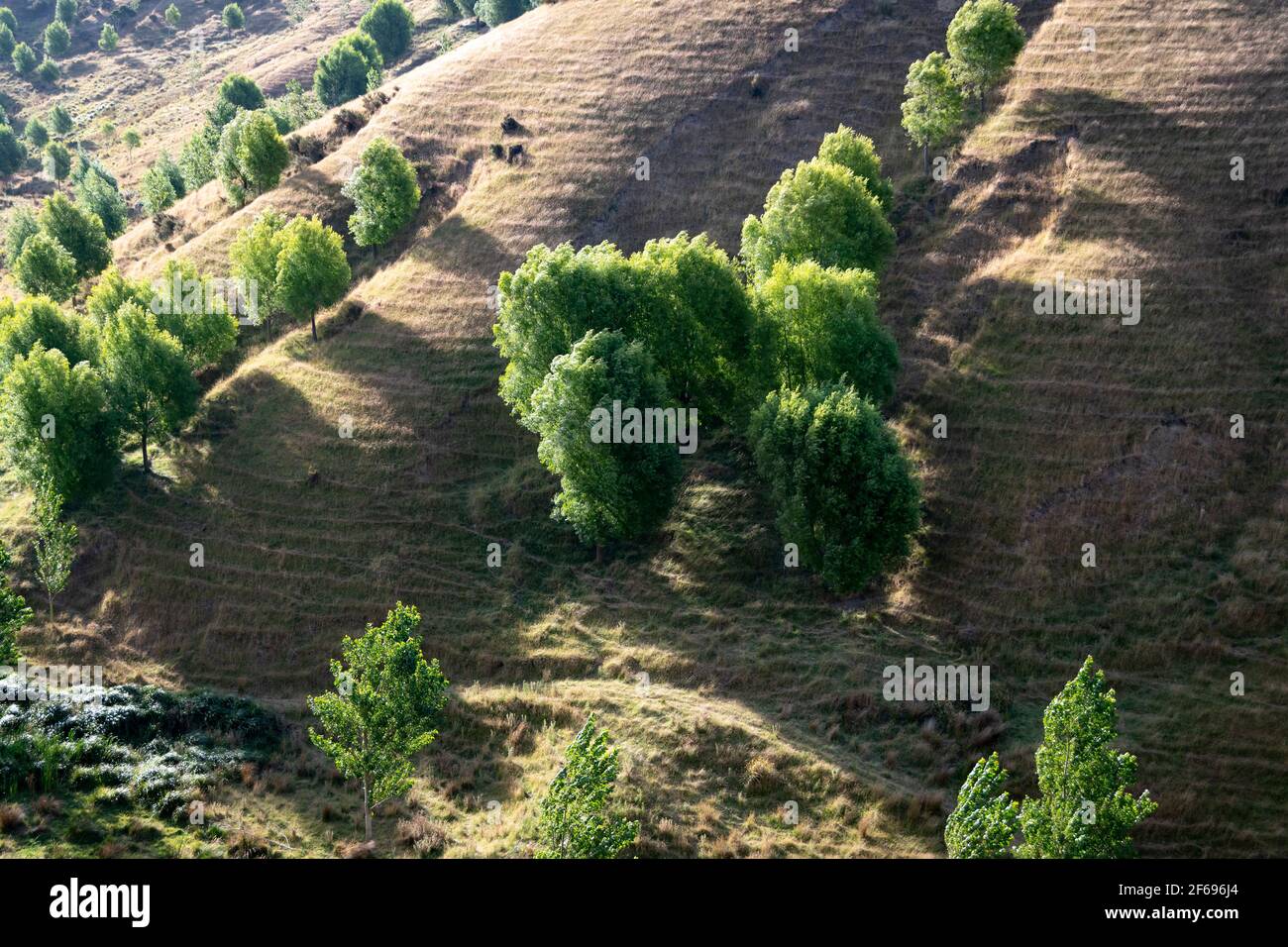 Terreni agricoli su ripide colline vicino a Castlepoint, Wairarapa, Isola del Nord, Nuova Zelanda Foto Stock