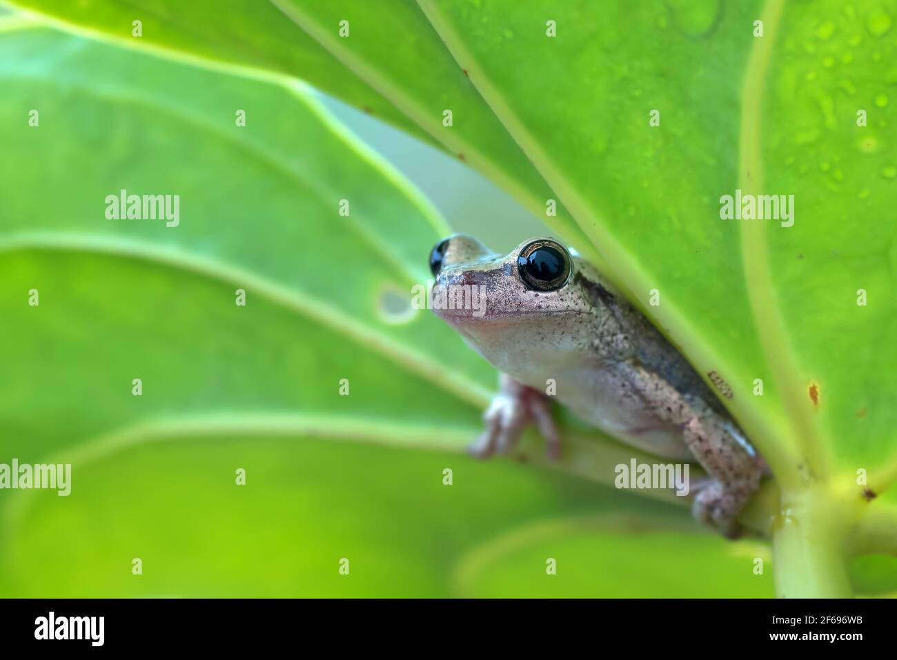 piccola rana rossa arroccata su una foglia Foto Stock