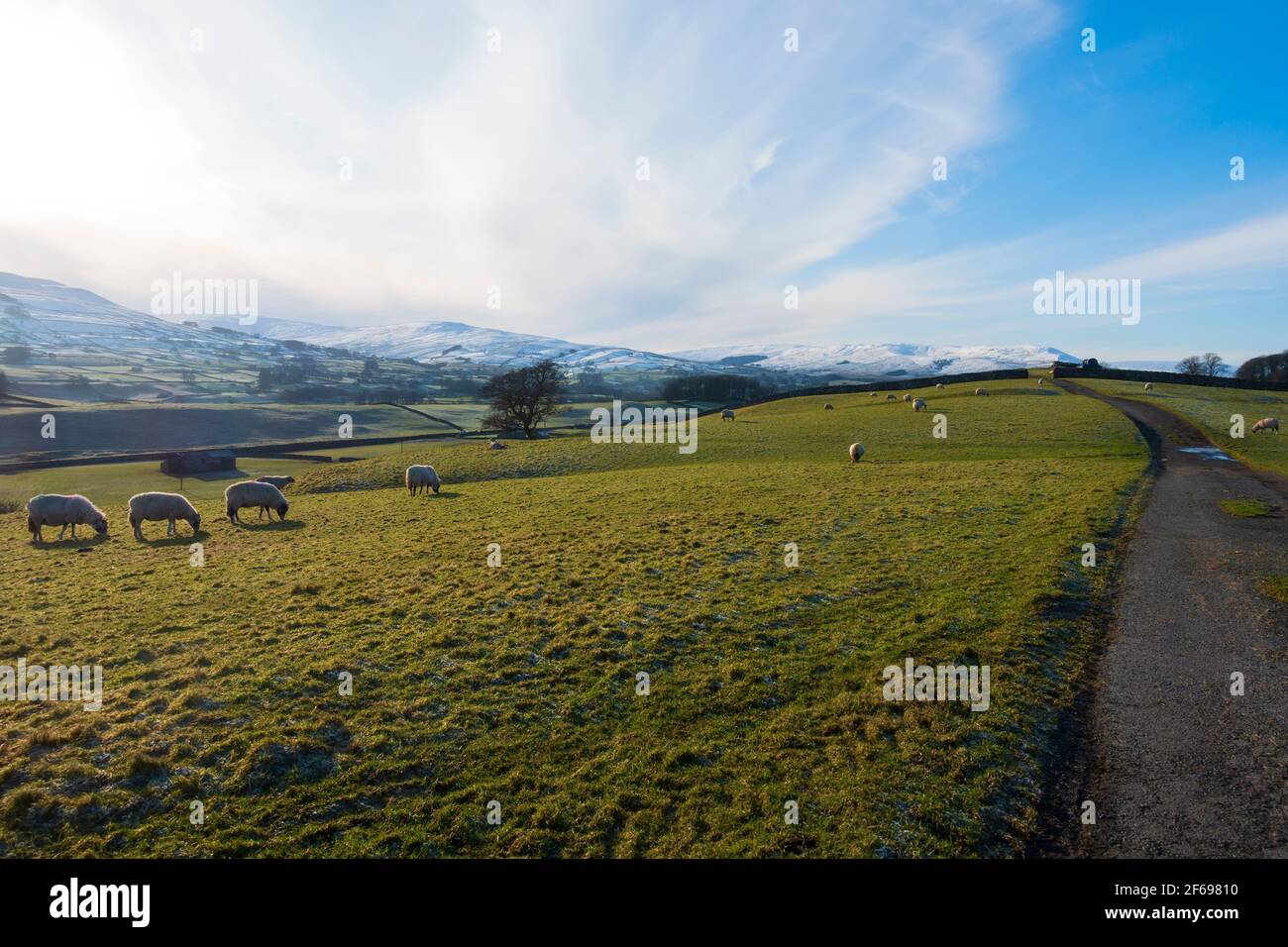 Pascolo delle pecore in inverno a Wensleydale, Yorkshire Dales National Park Foto Stock