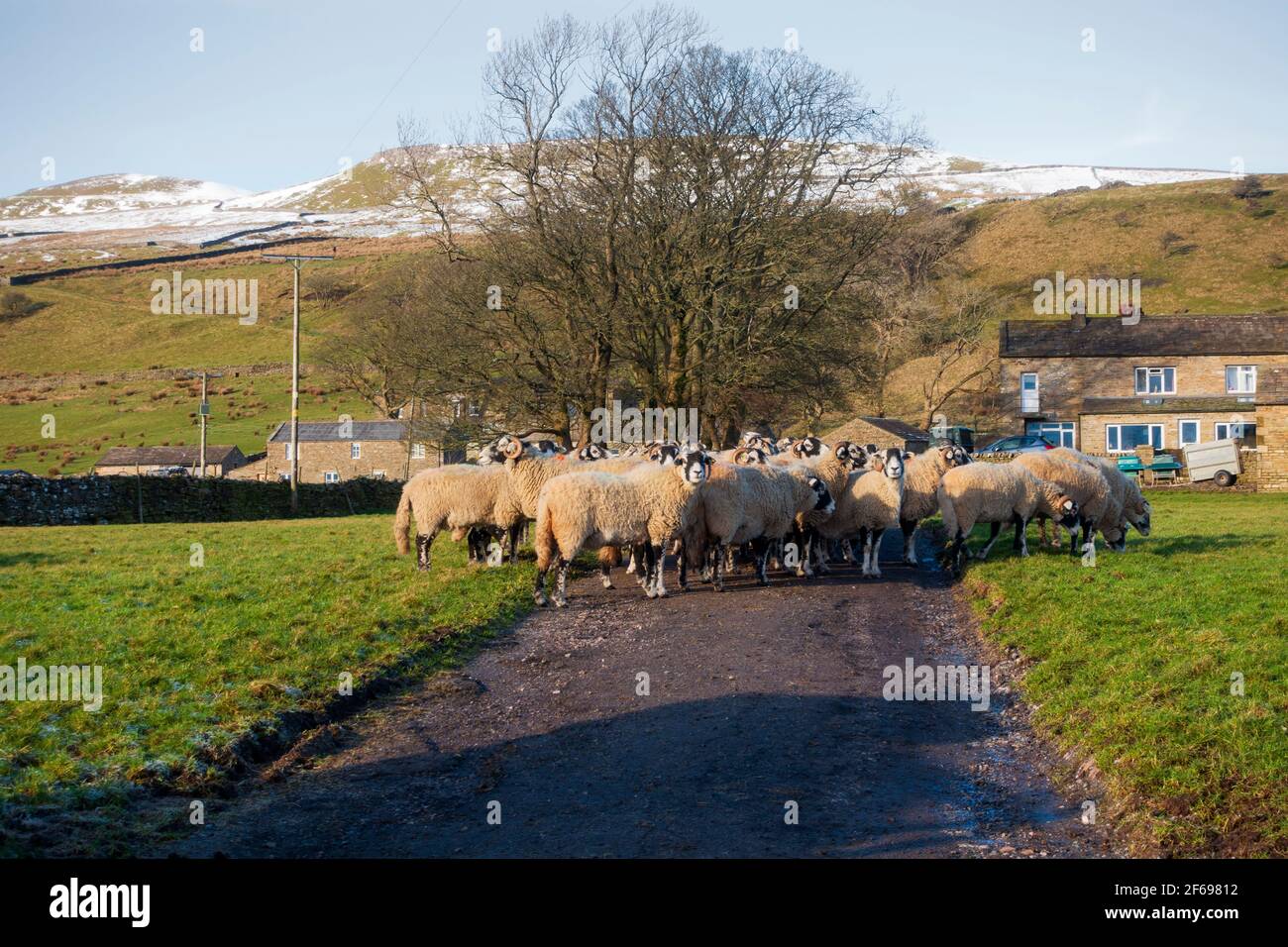 Pecore in una fattoria vicino a Sedbusk, Yorkshire Dales National Park Foto Stock