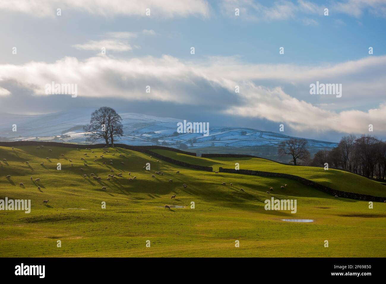 Pascolo delle pecore in inverno a Wensleydale, Yorkshire Dales National Park Foto Stock